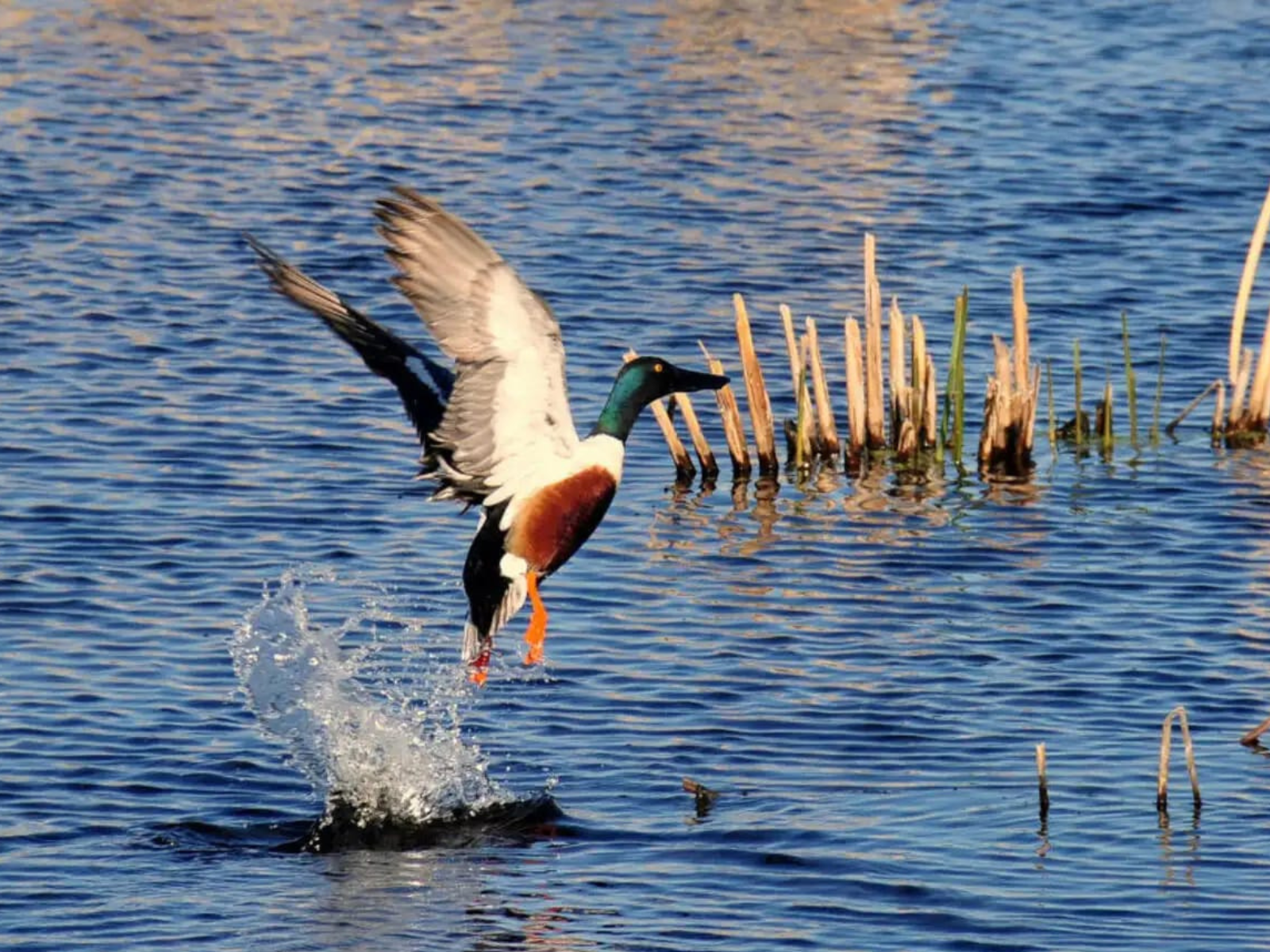 A northern shoveler duck taking off from the open water at Rasikbil