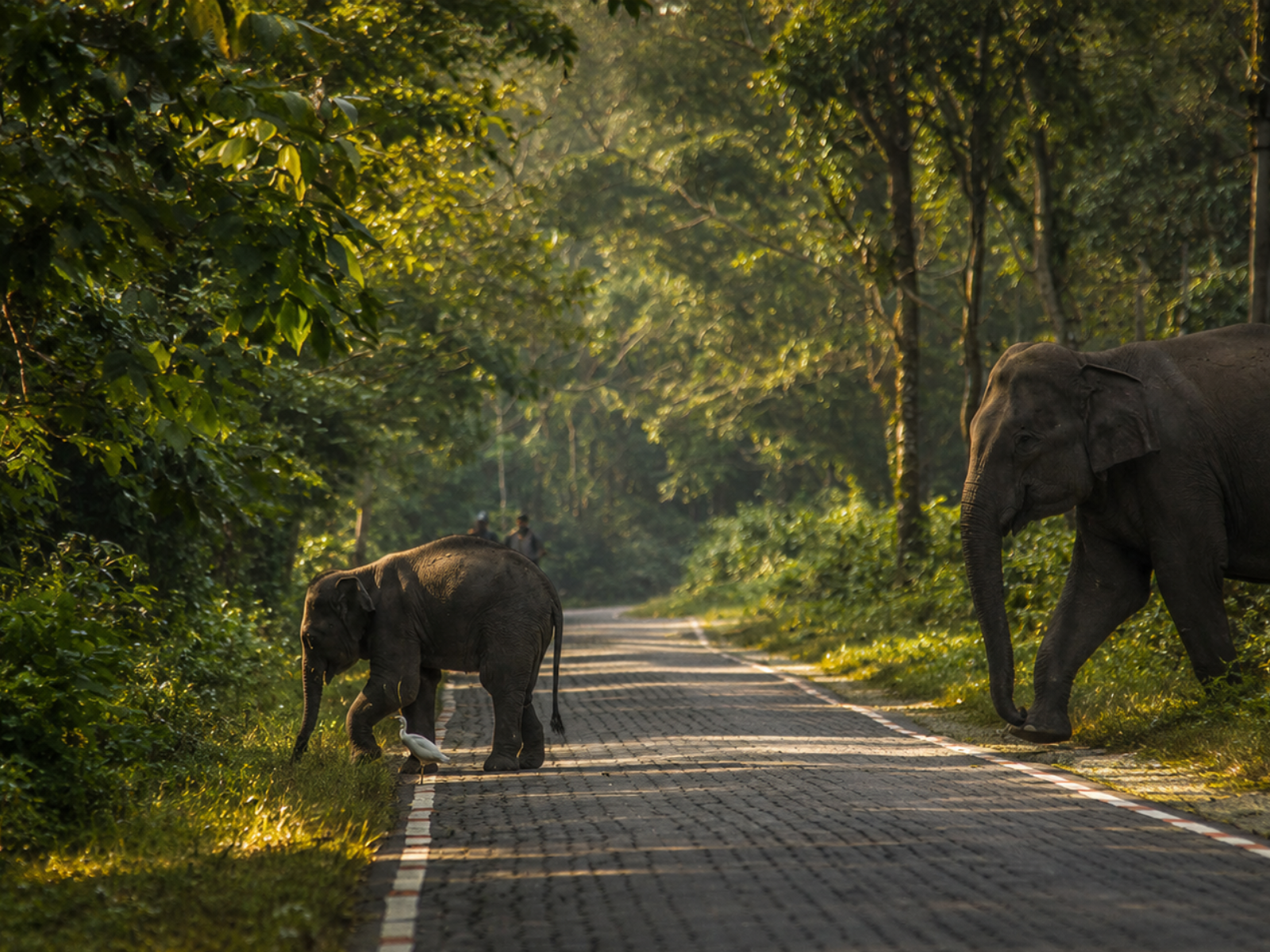 An elephant and calf crossing a forest road at first light with an egret alongside, photographed by a guest