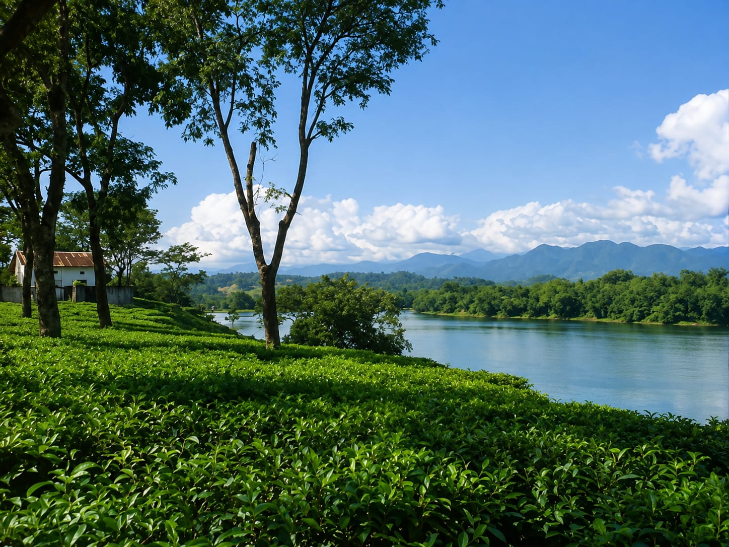 Tea bushes and trees running down to a wide river with the Bhutan hills beyond, near the Nimati and Bania forest blocks