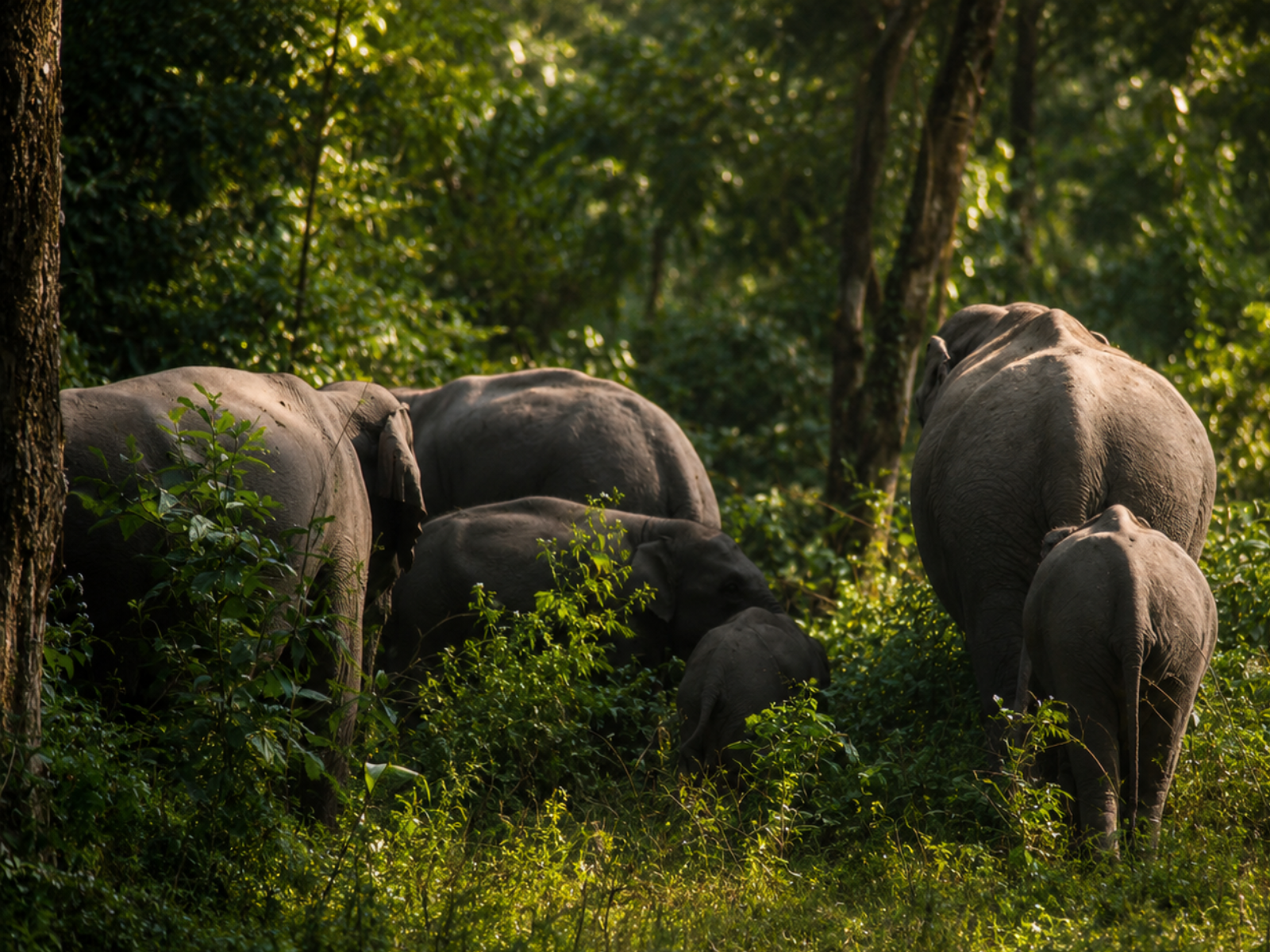 A herd of wild elephants with calves grazing in green forest undergrowth, photographed by a guest