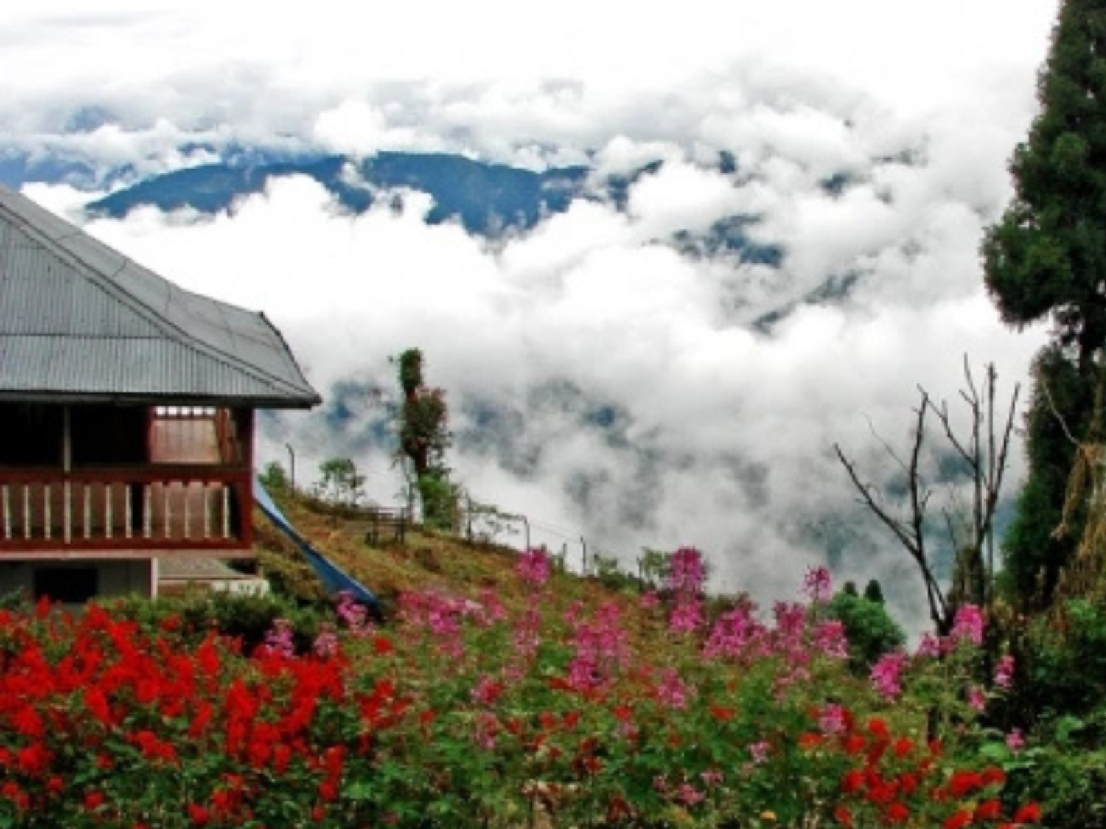 A hill cottage above beds of red and pink flowers with a sea of cloud filling the valley at Rishop