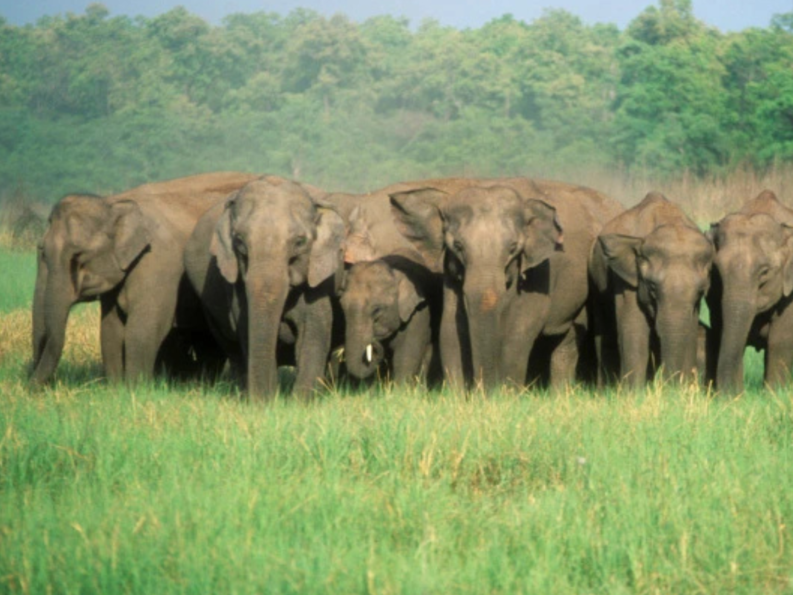 A herd of wild elephants in tall grassland before the forest at Chapramari Wildlife Sanctuary