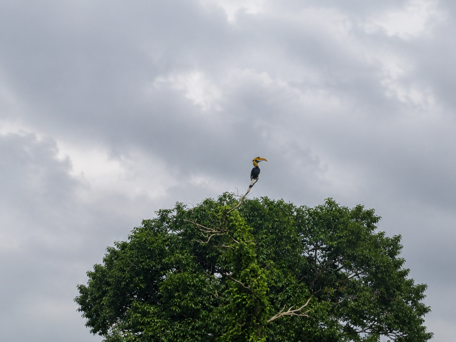 A great hornbill perched on a bare branch above the canopy under a grey monsoon sky, photographed by a guest