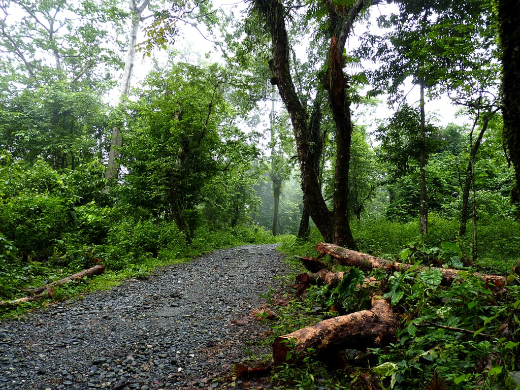 A wet gravel forest track through dense green woodland at Rovers Point