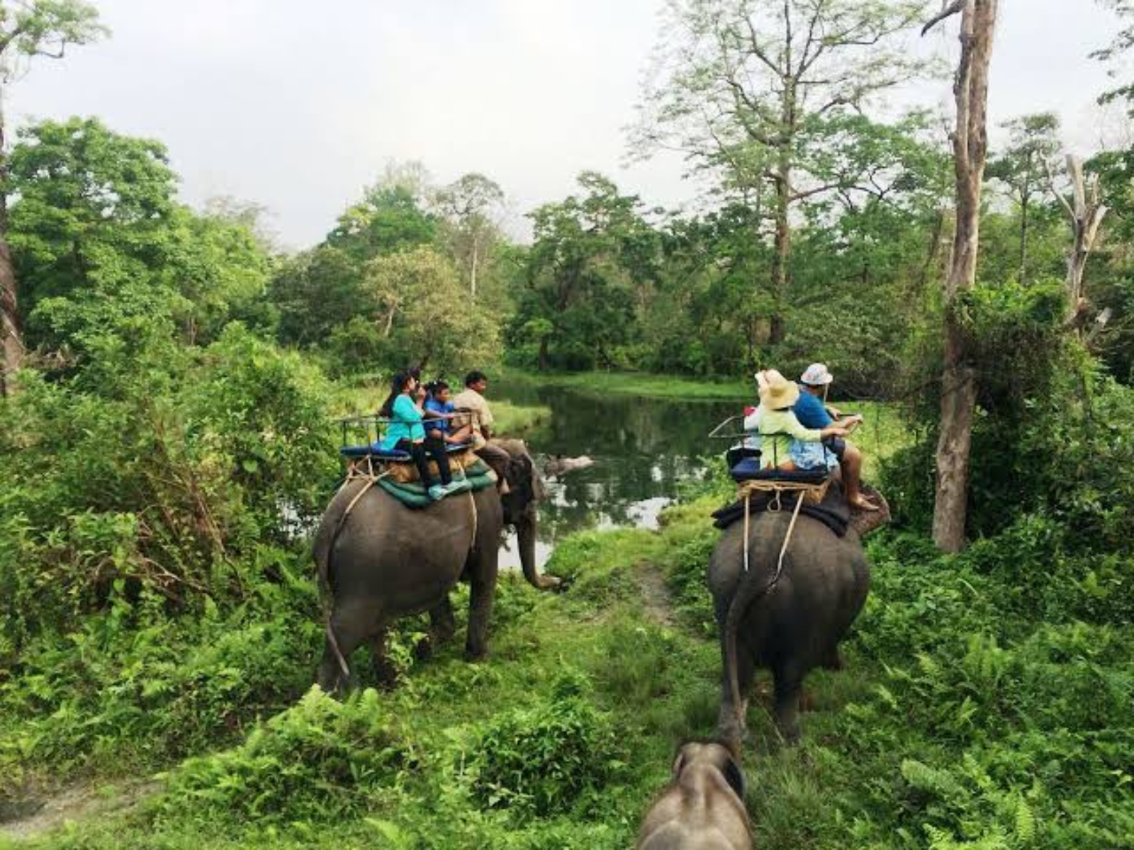 Visitors on elephant-back safari riding through forest beside a pool near Madarihat