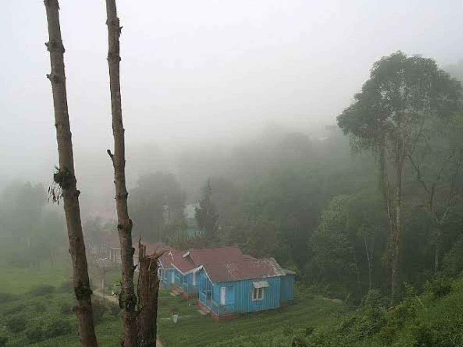 A blue tin-roofed cottage among tea slopes in thick hill mist at Loleygaon