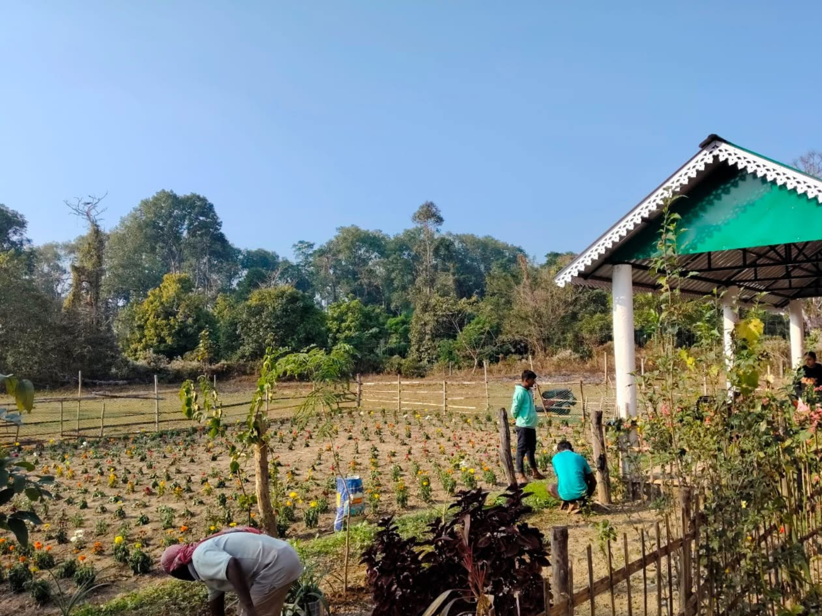 The organic nutritional garden behind the kitchen with beds of greens, flowers and a bamboo gazebo