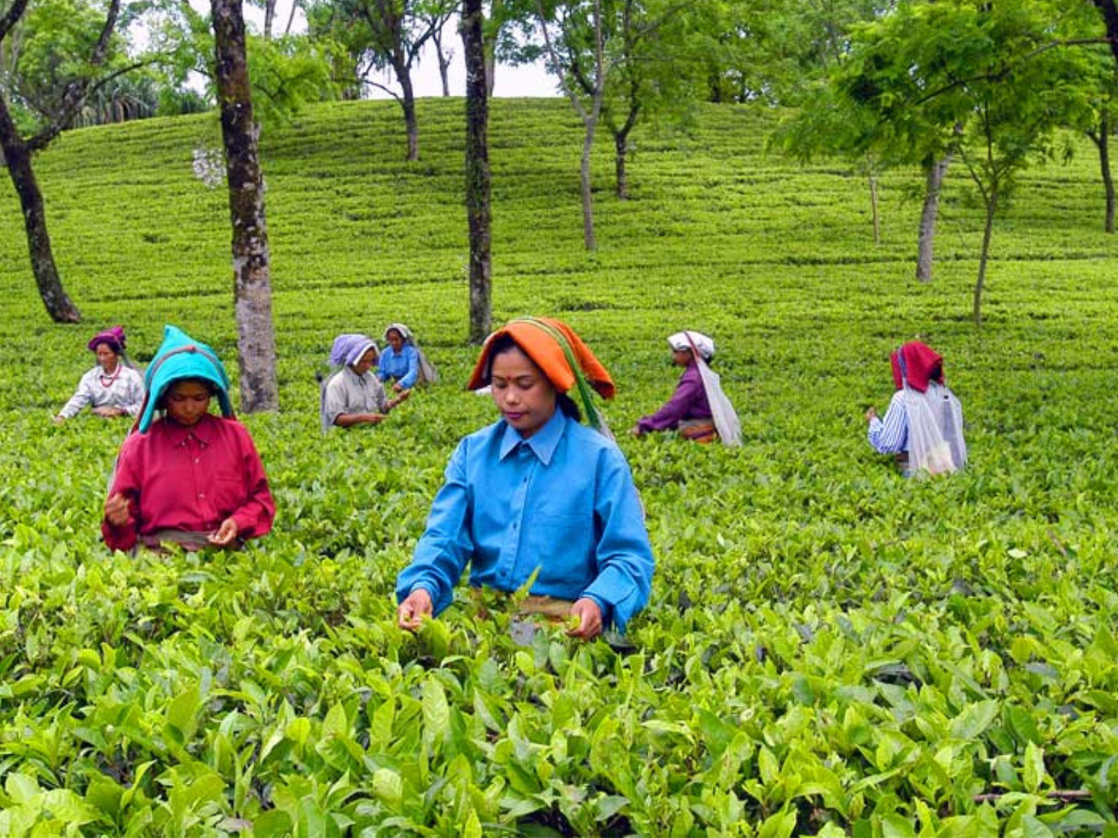 Women plucking the two-leaves-and-a-bud in a Dooars tea garden under shade trees