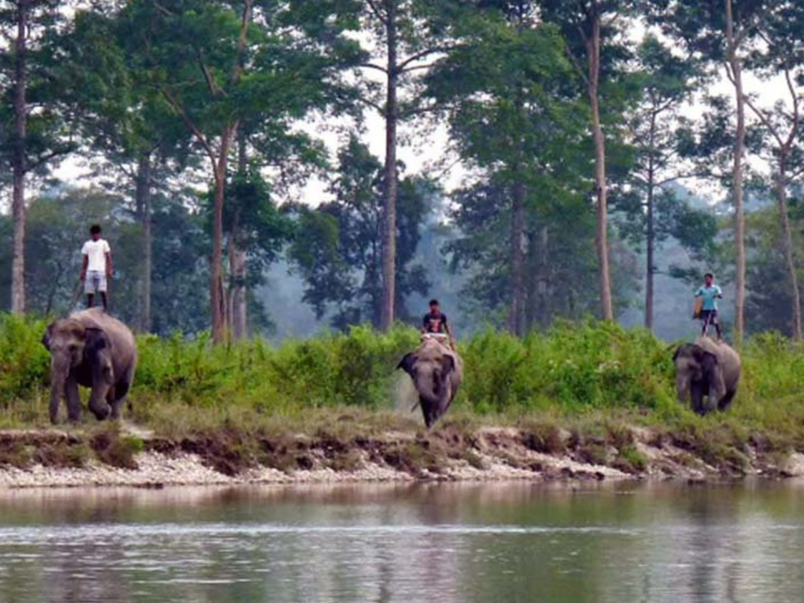 Mahouts riding elephants along the forested riverbank at the Dhupjhora elephant camp
